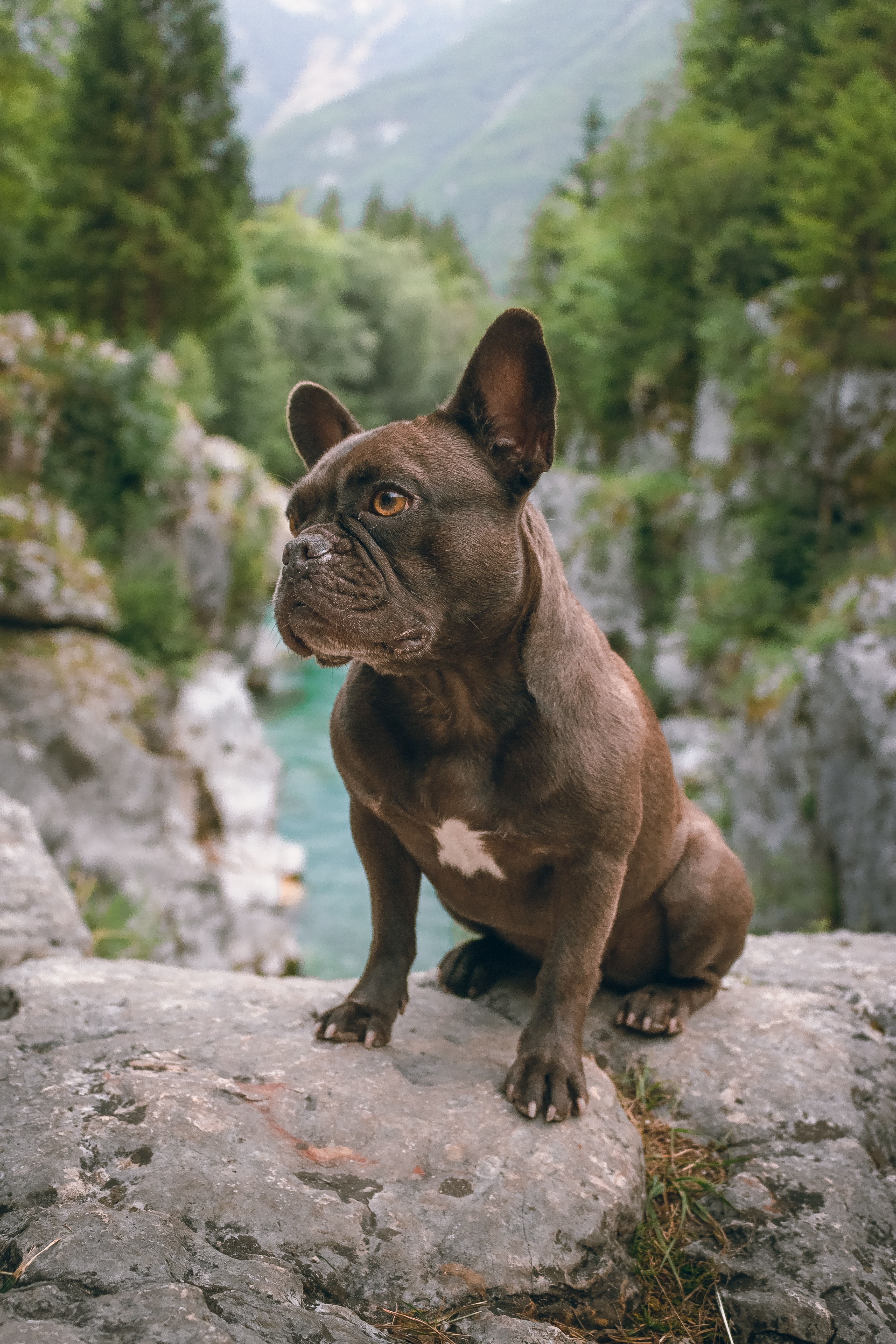 Princeton the hot sale french bulldog